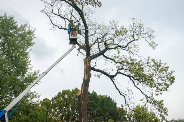 How Our Tree Care Process Works  in  Oakhurst, CA